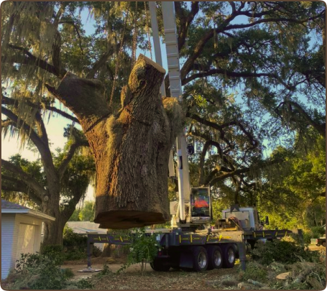 Tree Service